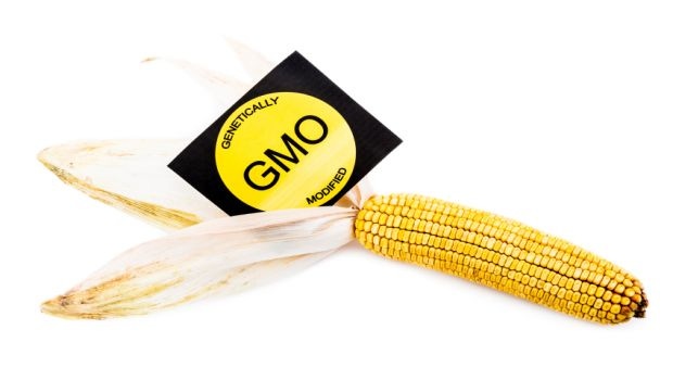 Removing GMOs