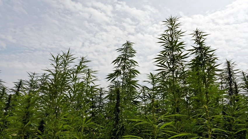 Hemp fields Hemp fields