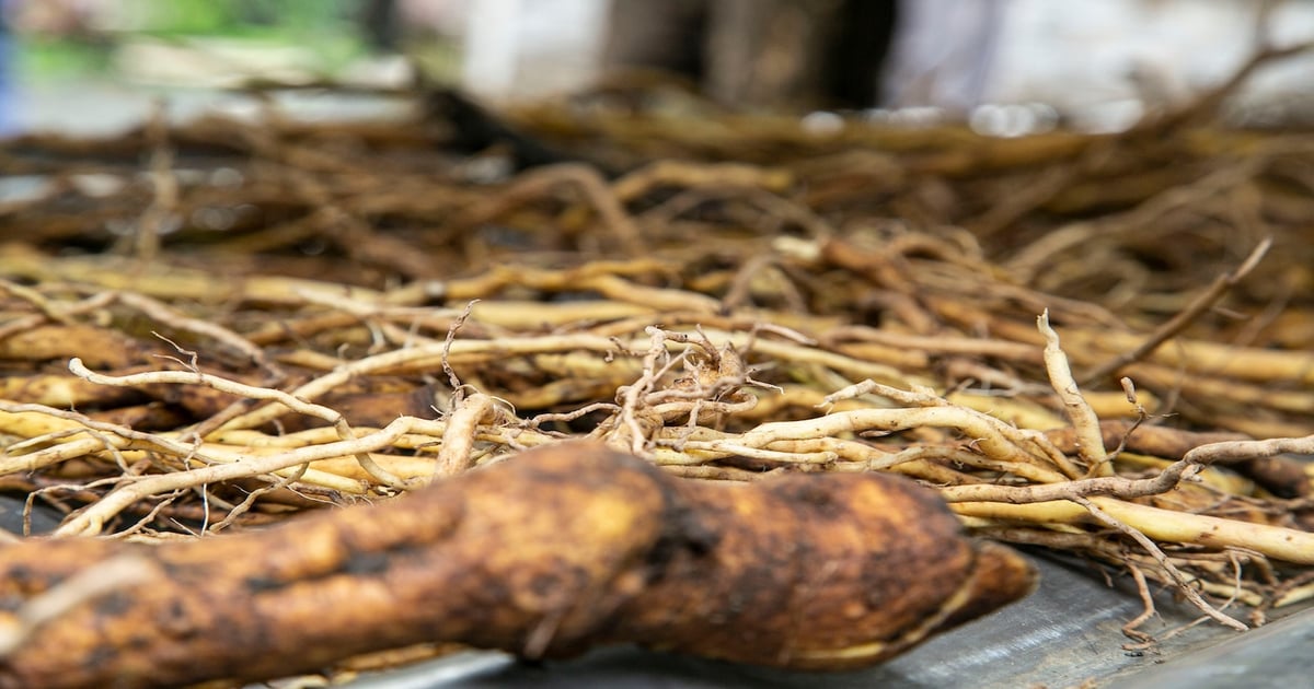 Kava study highlights botanical’s complex profile