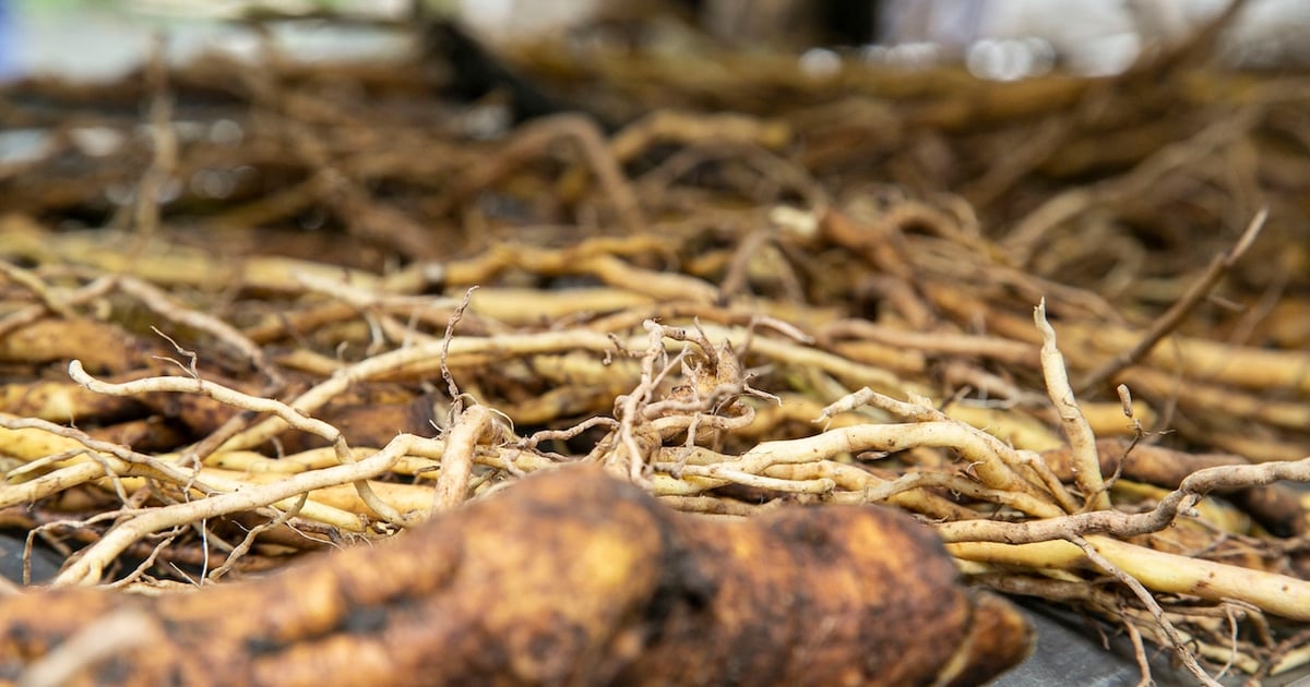 Kava study highlights botanical’s complex profile