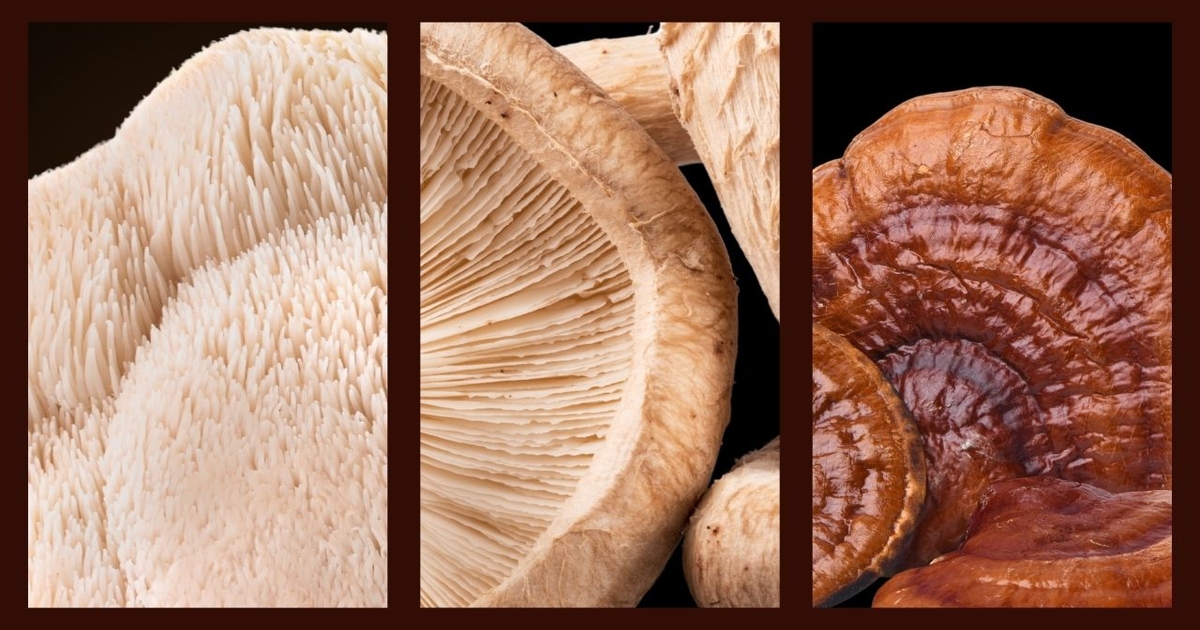 New Functional Mushroom Council unites industry leaders to promote testing, quality standards