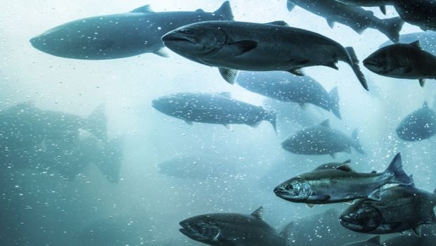 Agencies Address Mercury Levels in Fish