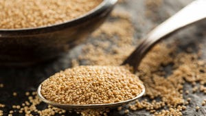 Amaranth Seeds May Prevent Chronic Diseases