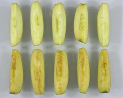 Conventional apple slices versus Arctic Apple slices