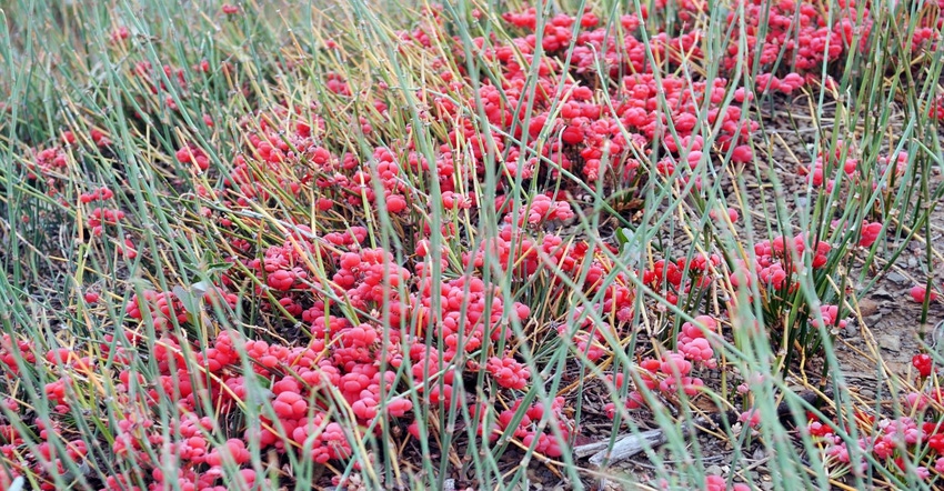 Ephedra.jpg Ephedra.jpg
