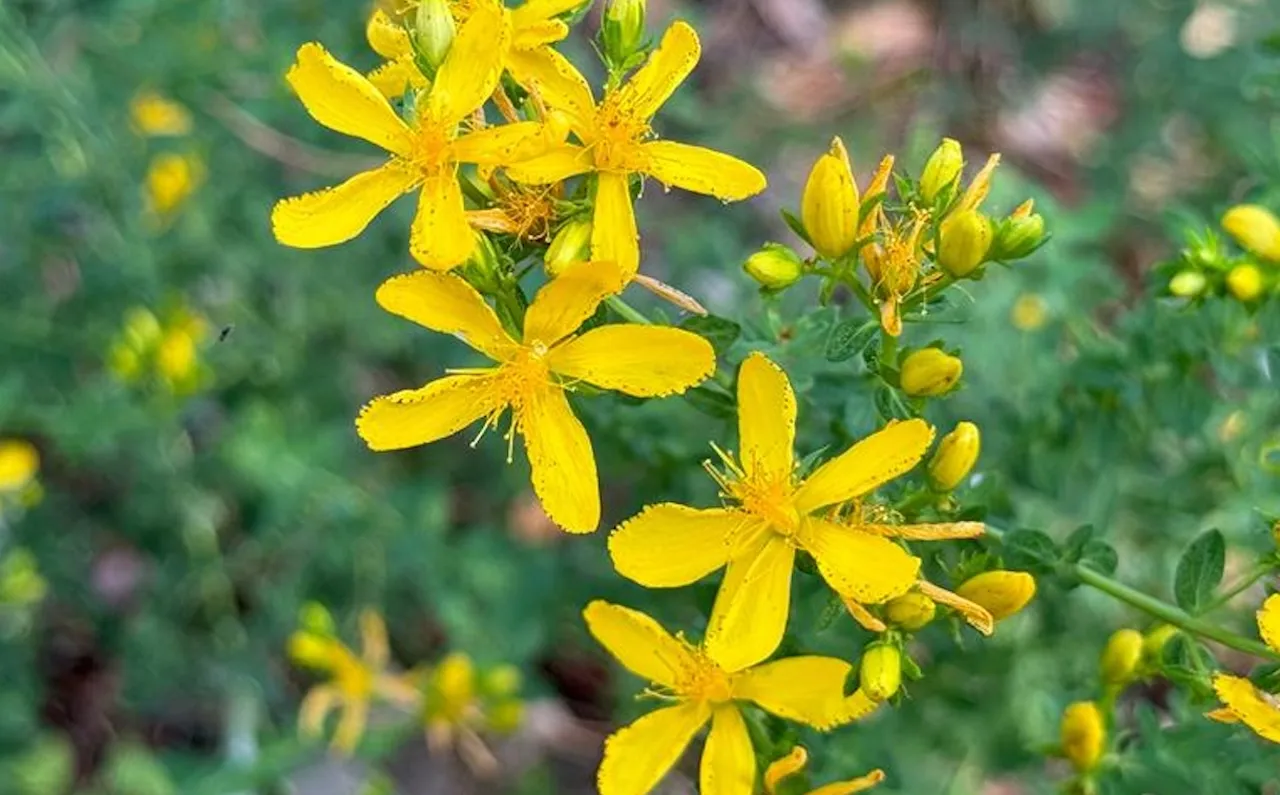 johns wort glutathione Mechanisms of hepatocellular toxicity associated with the components of St. John's extract hypericin and hyperforin in HepG2 and HepaRG cells Healthvit St Johns Wort 500mg