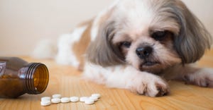 Omega-3 supplements for dogs.jpg