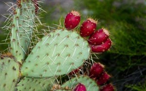 ERSP Asks TriVita to Change Cactus Supplement Ads