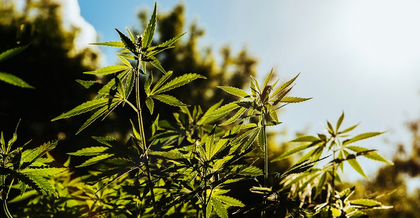 Montana now leads country in hemp acreage.jpg Montana now leads country in hemp acreage.jpg