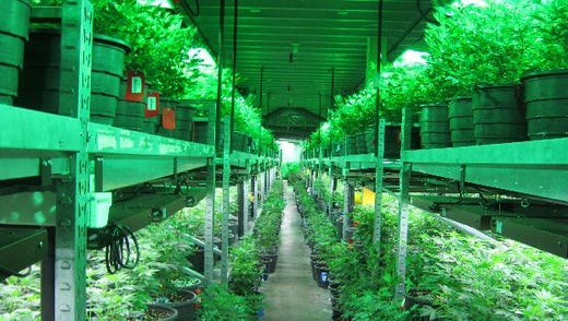 Welcome to "The Green Mile", a vast room for cultivating marijuana plants at Medicine Man, a Colorado dispensary serving customers of medical and recreational pot. 