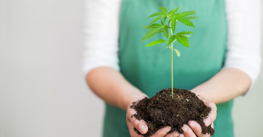 Exploring hemp's minor cannabinoids.jpg Exploring hemp's minor cannabinoids.jpg
