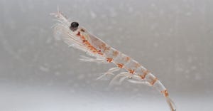 Antarctic krill.jpg