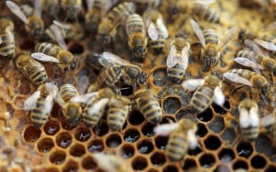 Update: NSF Explains Role in Beehive Warning Letter Update: NSF Explains Role in Beehive Warning Letter