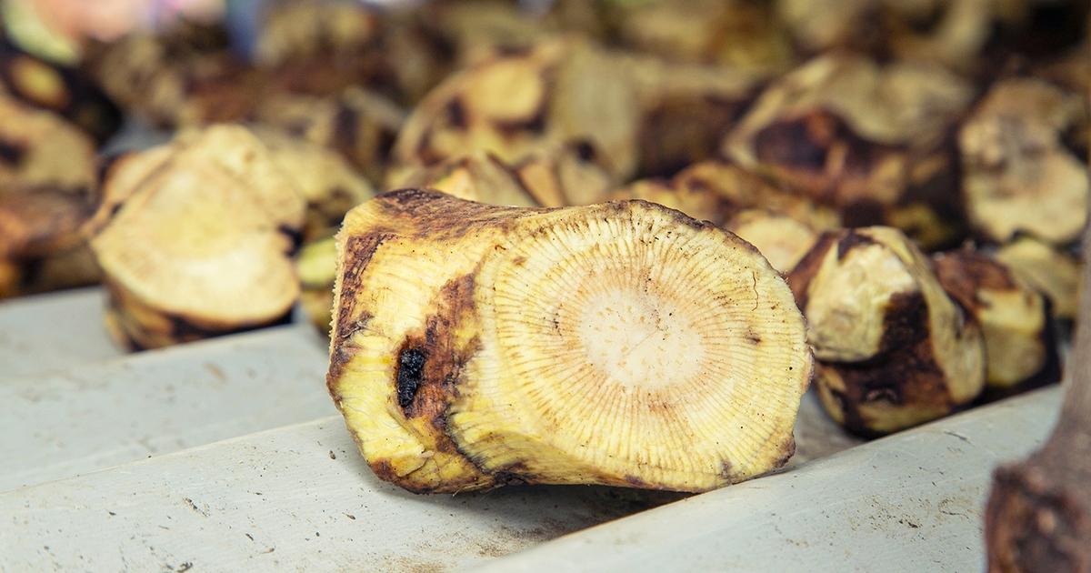 Kava and its extracts banned in Singapore