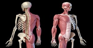 musculoskeletal system.jpg