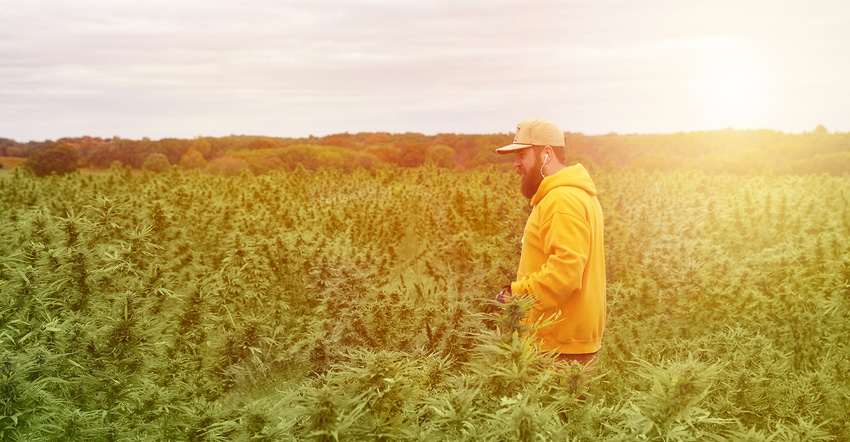 How to find the right partner for your CBD brand—seeds, farmers, extractors, the works! - podcast.jpg