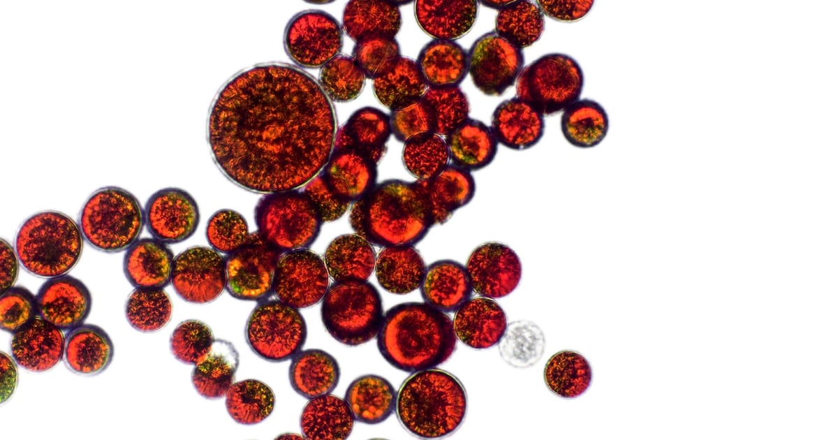 Study finds astaxanthin may help blunt inflammation for firefighters Study finds astaxanthin may help blunt inflammation for firefighters