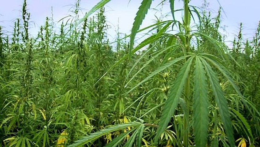 Congressmen Introduce Bill to Exempt Industrial Hemp From Controlled Substances Act