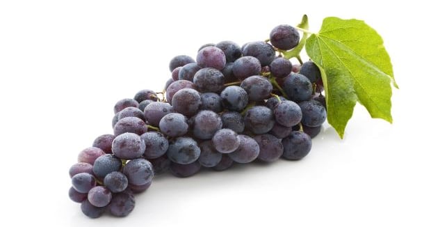 Illustration of Dog Cognitive Function And Grape Juice Consumption