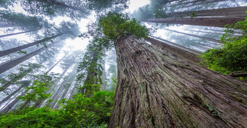 Thriving Tree.jpg Thriving Tree.jpg