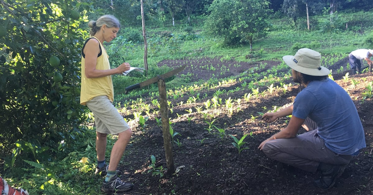 SHP video shines light on regenerative herb farming in Costa Rica