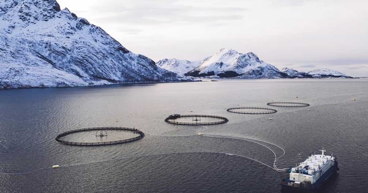Hofseth launches fish oil with Garden of Life that contains full suite ...