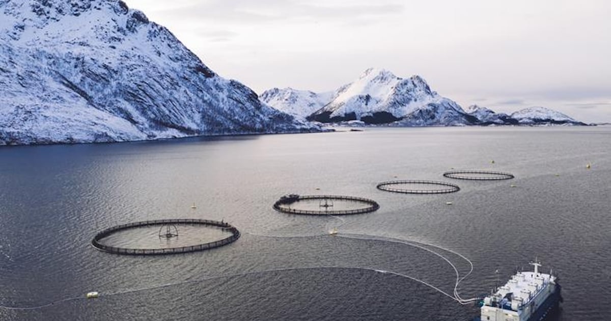 Hofseth Fish Rack Hofseth launches fish oil with Garden of Life that contains full suite ...