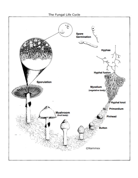 Mushroom life cycle detailed.png
