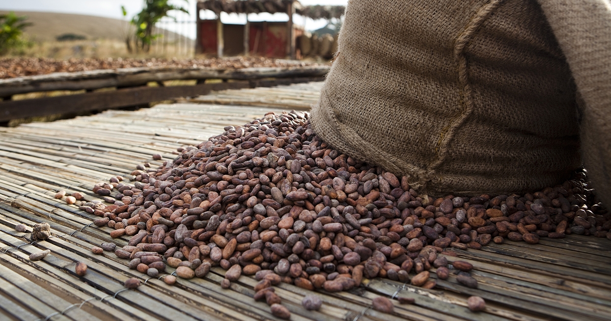 Экспортеры какао. Какао Cargill Ghana. Какао Бобы в мешках. Производители какао бобов в мире. Шоколадные Бобы.