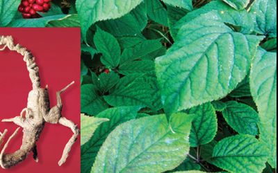 AHP Establishes American Ginseng Monograph AHP Establishes American Ginseng Monograph
