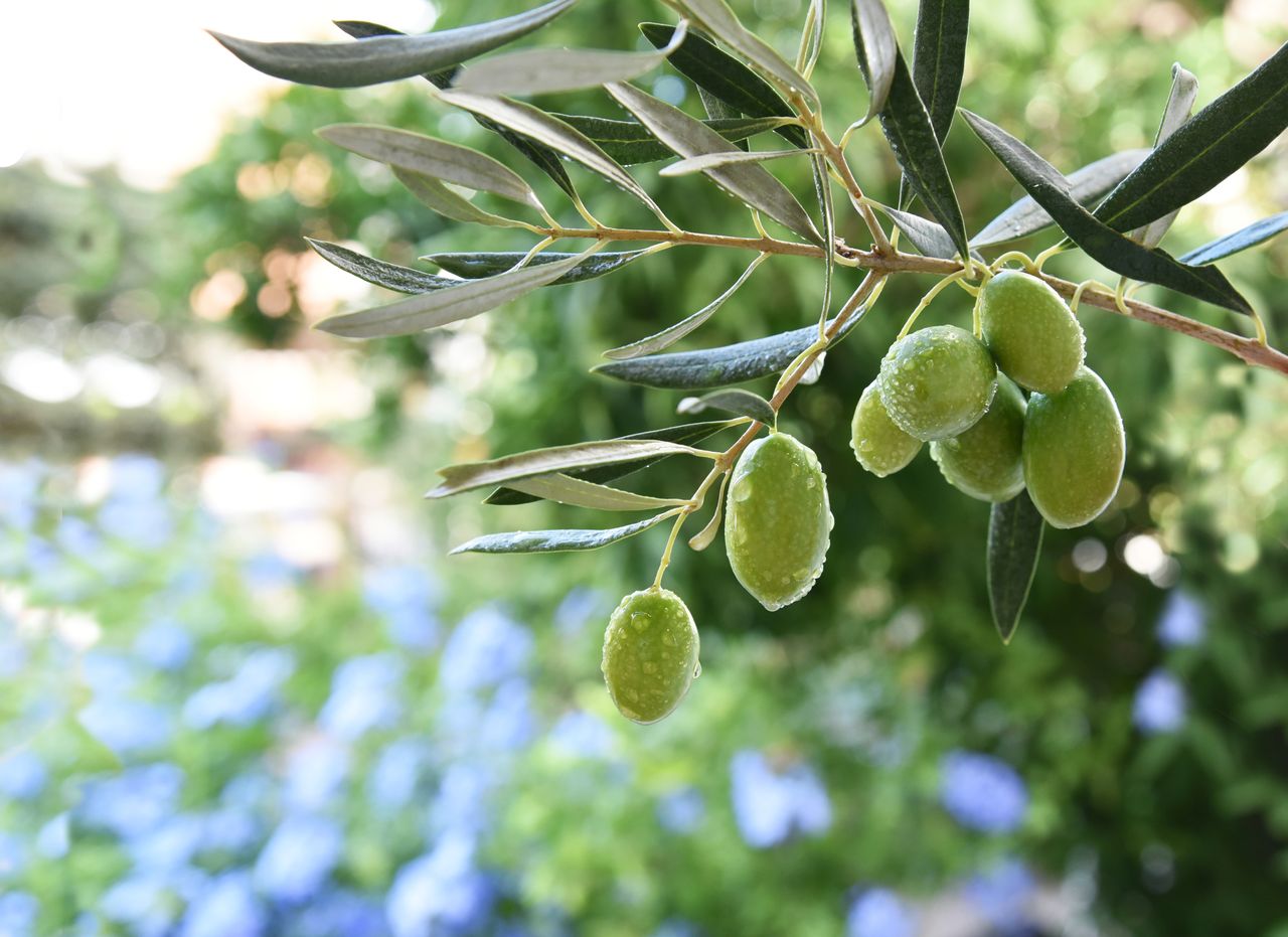 Fermented olive antioxidant hits market