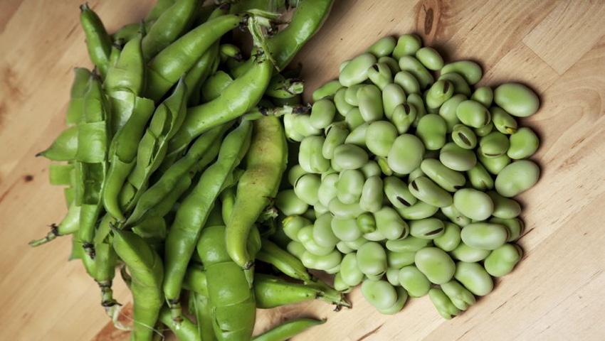 Fava Beans Provide Rich Source of Dietary Antioxidants