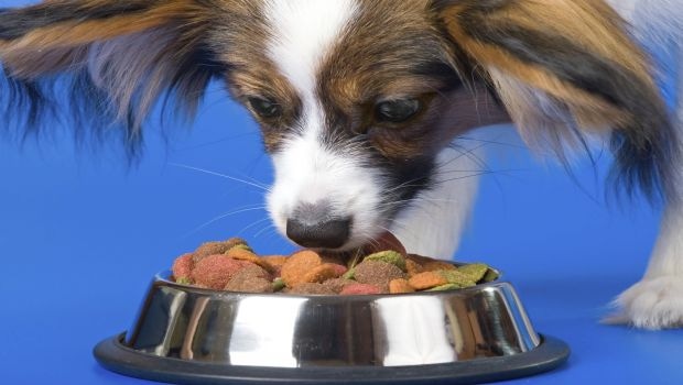 Petfood & Animal Nutrition 2.0: The Scoop on Sustainability, Digestive Health Petfood & Animal Nutrition 2.0: The Scoop on Sustainability, Digestive Health