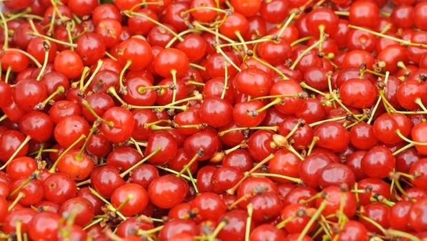 Study Explores Montmorency Tart Cherry in Exercise Recovery