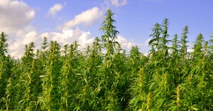 Would marijuana legalization save hemp CBD from regulatory overreach.jpg