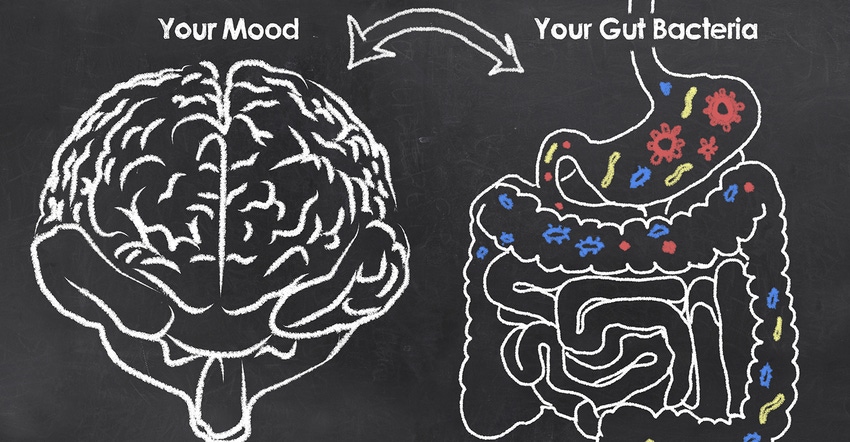 probiotics anxierty.jpg probiotics anxierty.jpg