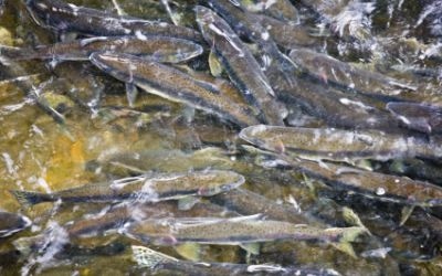 Navigating the Omega-3 Market Navigating the Omega-3 Market