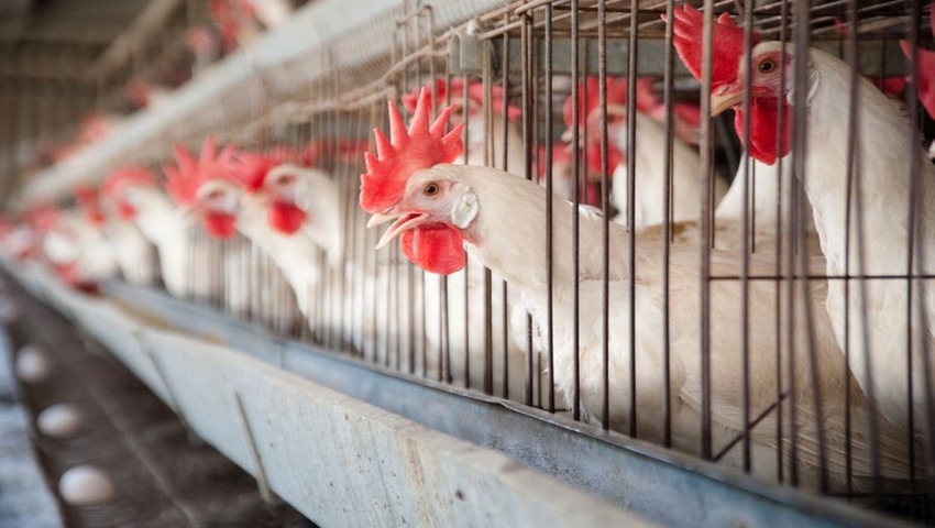 Egg Farmers Prison Sentences Affirmed in Food-Safety Case