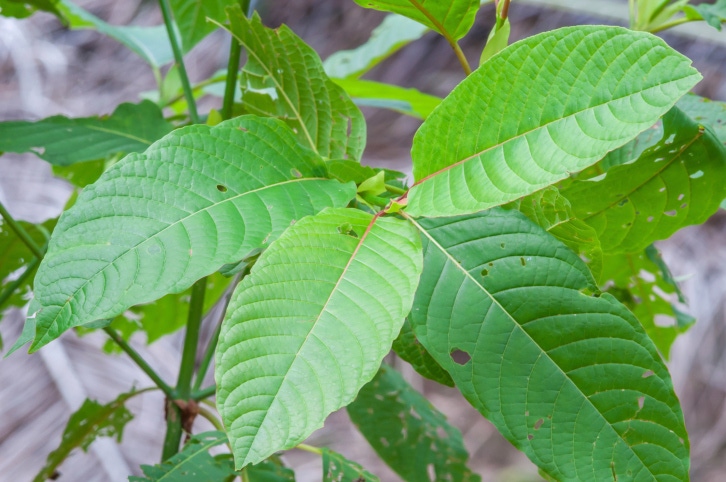 FDA finds heavy metals in some kratom products