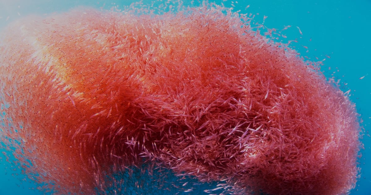 John Kerry to spearhead Aker-backed sustainability effort