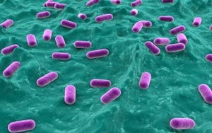 Developing novel probiotic formulas to address health applications