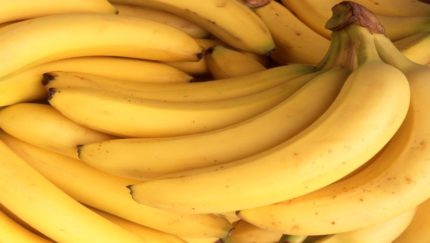 Scientists develop genetically modified bananas with longer shelf life