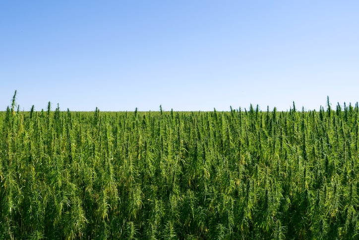 CBD stakeholder stay Farm Bill amendment that takes strict view on THC levels would gut industry - Vimarsana News