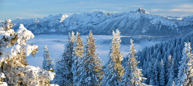 Schneebedeckte Bäume vor verschneiter Bergkulisse in Nesselwang.