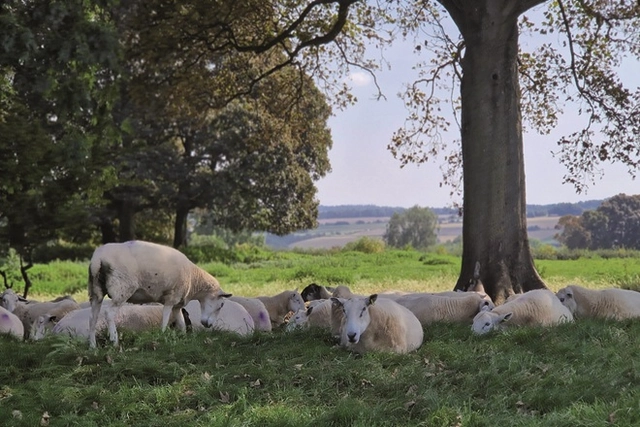 Zwei Wanderer auf einem Wanderweg im Grünen
