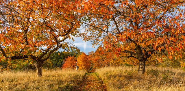 Wanderweg zwischen herbstlichen Bäumen.