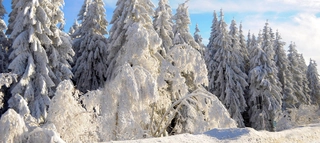 Schneebedeckte Bäume im Nordschwarzwald.
