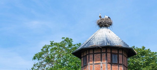 Storchennest auf Hausdach.