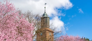 Kirchturm hinter Kirschblütenbaum.