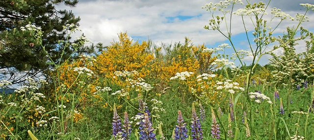 Aufnahme von wilden Blumen und Gräsern.